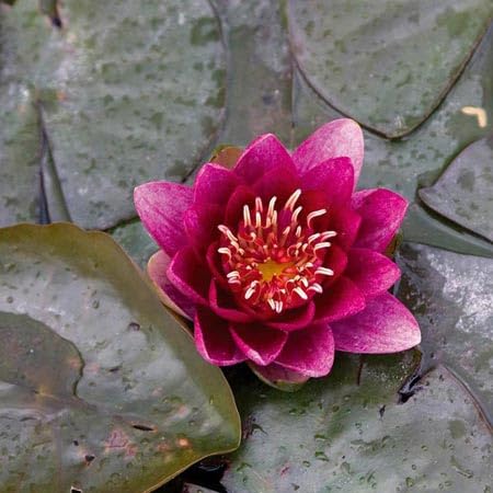 Ninfea 'Burgundy Princess' – Pianta Acquatica Rustica Viva a Radice Nuda Fiore Rosso Borgogna Intenso – Per Laghetti Piccoli e Vasche – Fioritura Estiva – Coltivata in Italia