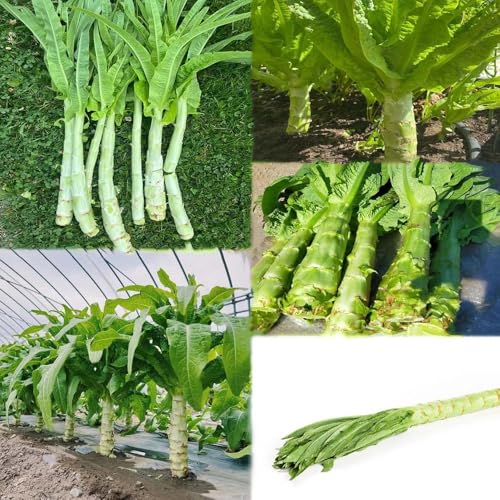 ensalada de espárragos - semillas - Serie de raras balcón ajedrea resistentes para el jardín 300pcs