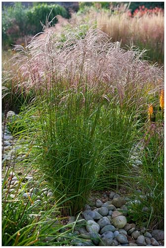 Stauden Gänge 1 x Miscanthus sinensis 'Flamingo' im 1 Liter Topf (Ziergras/Gräser/Winterhart/Mehrjährig/Staude) Chinaschilf - Ziergras mit sanftem Farbspiel und Leichtigkeit