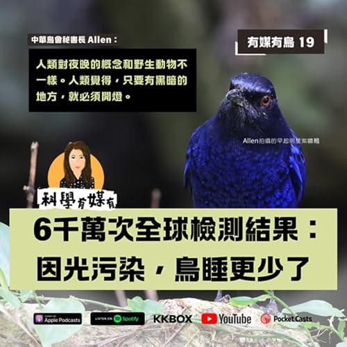 『6千萬次全球檢測結果:光污染讓鳥睡更少,叫更久|可能熬夜,可能早起,還有鳥迷航』のカバーアート