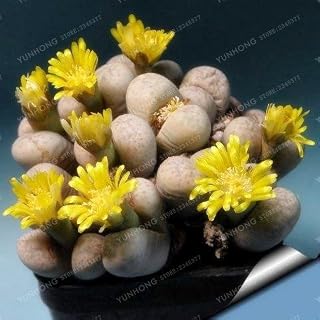 10:100 Pieces Lithops Pseudotruncatella Living Stone Rare Succulent Seeds Home Garden Plant Seeds Easy to Grow: Only Seeds