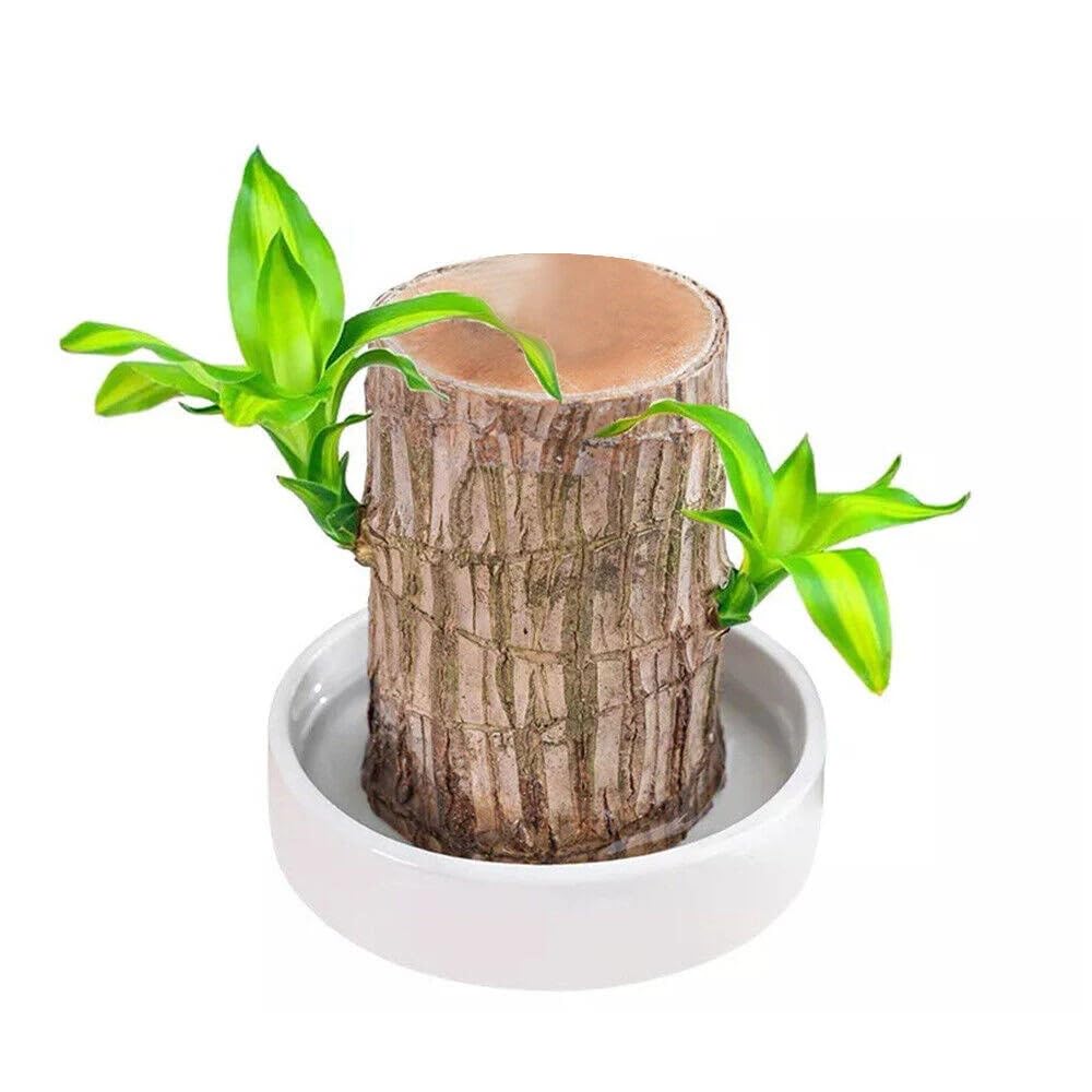 Indoor Plant Stem for Home Office Decoration Original Brazilian Wood (Pot Not Included) (B0DG2Q2WBP) Amazon Price History, Amazon Price Tracker