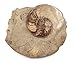 Ammonite Fossil 5 1/2 inches #17585