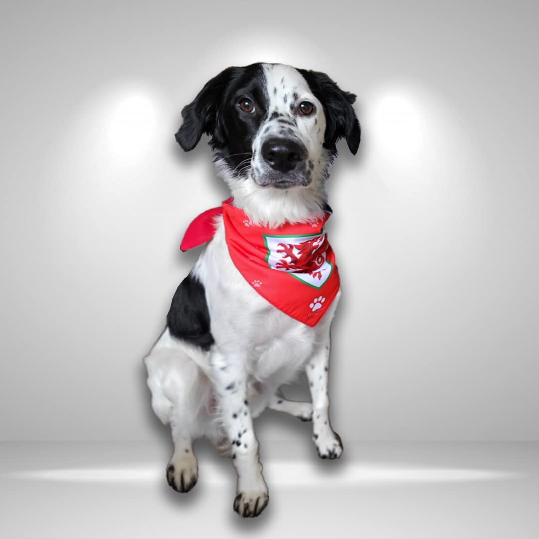 Maillot de football pour chien Pays de Galles taille M rouge