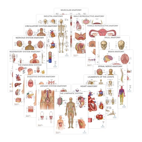 16 PACK Human Anatomy Poster Set, LAMINATED, Anatomy and Physiology, 17.3 x 22.5 Inches, Organ and Body System Diagrams, Anatomical Charts for Education Learning and Students