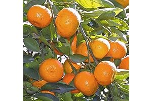 Dwarf Satsuma Live Fruit Tree | Grow Garden Real Mandarin Trees |...