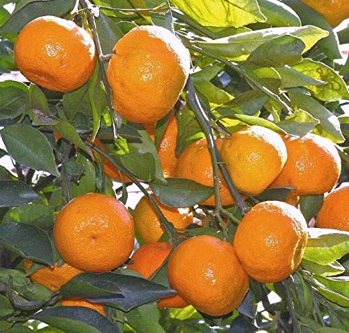 Live Plant Satsuma Fruit Tree Real Live Plant Citrus 3"6"Seedling Mandarin Tangerine Orange Get 1#Nll01Yn #TOP1