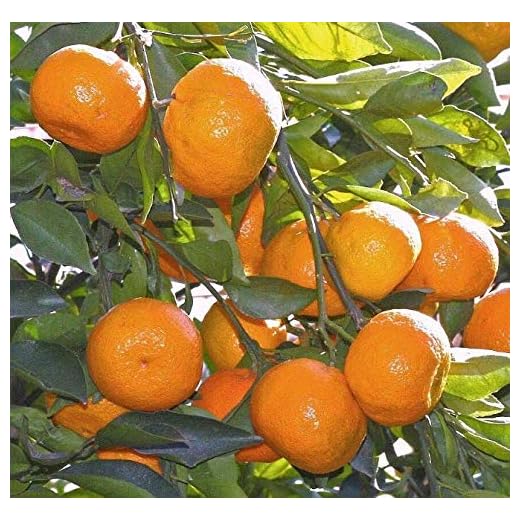 Live Plant Satsuma Fruit Tree Real Live Plant Citrus 3"6"Seedling Mandarin Tangerine Orange Get 1#Nll01yn