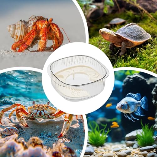 Aquarium pour tortue plastique transparent avec double zone d'alimentation et repos