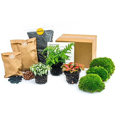 urbanjngl - Varen Terrarium Starter Kit - 3 Pflanzen für DIY...