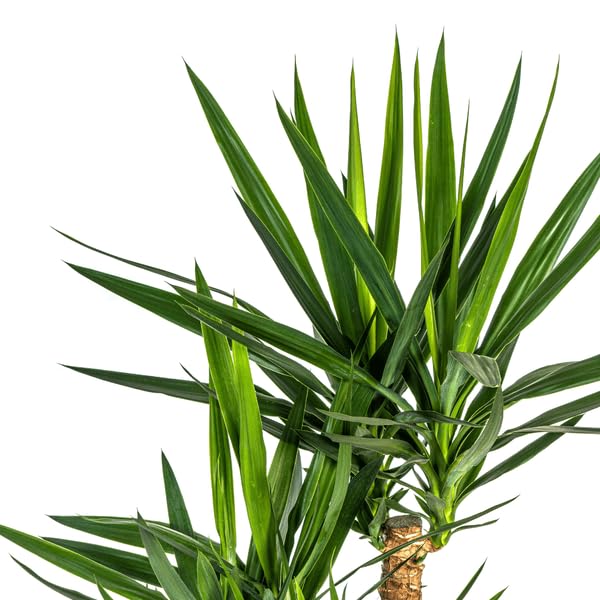 Riesen Palmlilie Yucca Elephantipes Zimmerpflanze Ø24 cm 90-100 cm