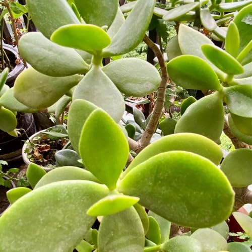 semi dei soldi, appartamento perenne resistente tappezzante da giardino roccioso resistenti per aiuole rialzate di verdi 50pcs