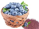 Home Grown Seeds Non GMO Blueberry Seeds, Echo (100), Red