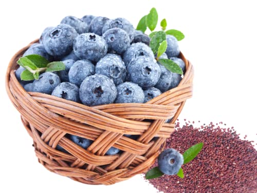 Home Grown Seeds Non GMO Blueberry Seeds, Echo (100), Red Home Grown Seeds Non GMO Blueberry Seeds, Echo (100), Red