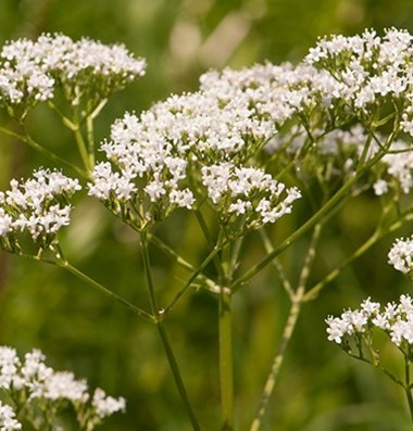 Herb Valerian Common, Valeriana officinalis 1000 Open Pollinated Seeds by David's Garden Seeds Green
