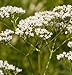 Herb Valerian Common D2734A (Pink White) 1000 Open Pollinated Seeds by David's Garden Seeds