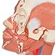 3B Scientific Menschliche Anatomie - Kopfmuskulatur mit Blutgefäßen + kostenlose Anatomie App - 3B Smart Anatomy