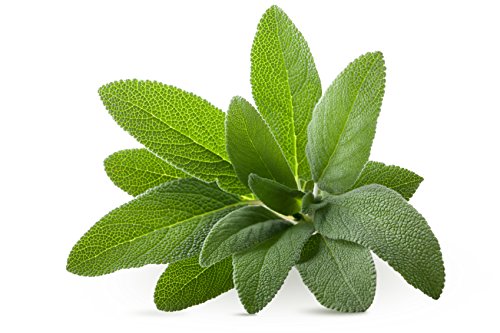 Seedscare Sage Broad Leaf Seeds(Pack of 40) (B01DR0R2GE) Amazon Price History, Amazon Price Tracker