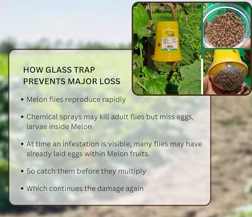 Image of Chipku Glass Trap with Melon Fly Lure for Garden & Farm Use to Control cucurbitae | Effective Pest Control for Melon Fly, Bottle Gourd & All Vegetables - Pack of 10