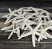 White Finger Starfish Uniquely Shaped 2"-5" Assortment | Lot of 15 | for Decoration | Plus Free Nautical Ebook by Joseph Rains