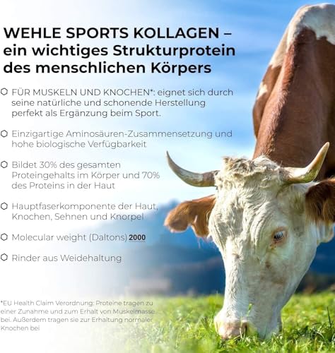 Kollagenpulver Wehle Sports 1 KG – Bioaktive Peptide für bessere Aufnahme