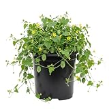 2 Mini Watermelon Plants in 4" Pot, Red Cucamelon Plant Sweet Cucamelon Fruits Plant