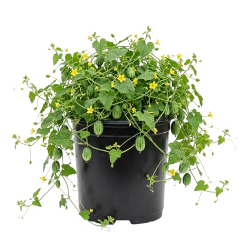 2 Mini Watermelon Plants in 4" Pot, Red Cucamelon Plant Sweet Cucamelon Fruits Plant