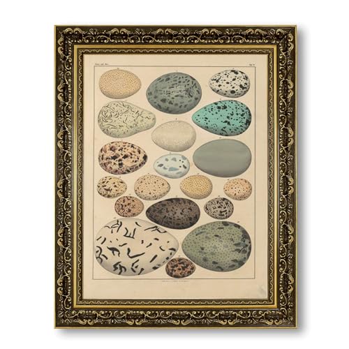 Vintage Framed Bird Eggs Illustration Canvas Print Oil Paintings Reproduction