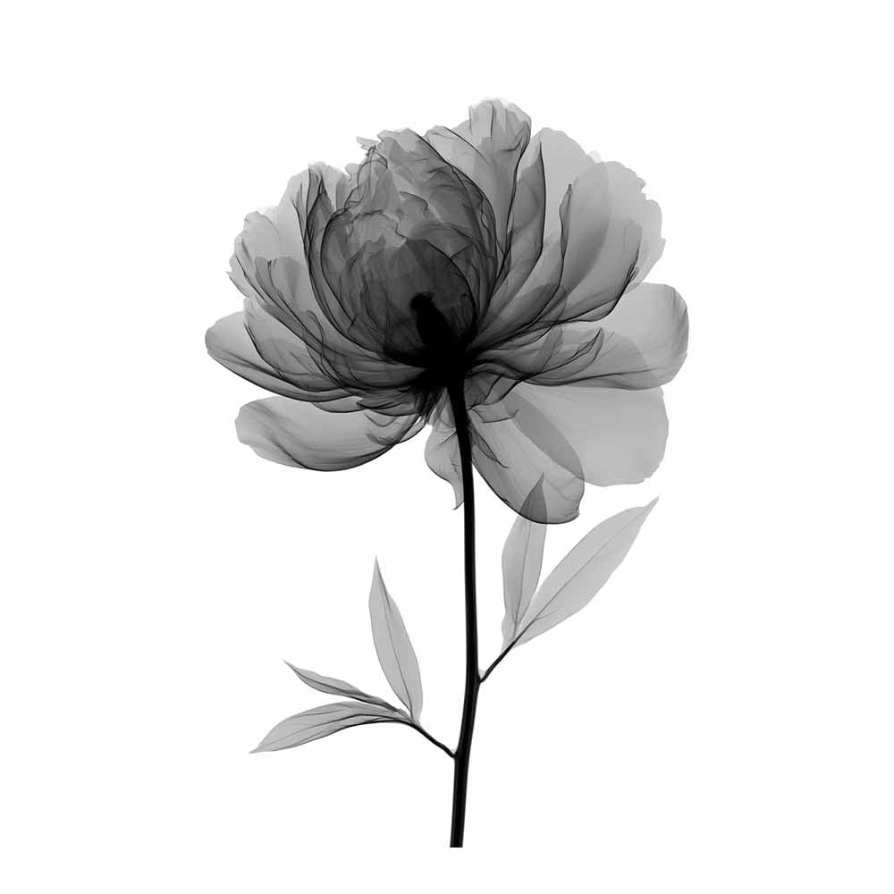 HOQIU Black And White Posters X-Ray Peony Flower canvas wall art, decorative paintings, for Bedroom Living Room Bathroom Office Home Decoration(Multicolor)-60x80cm Unframed