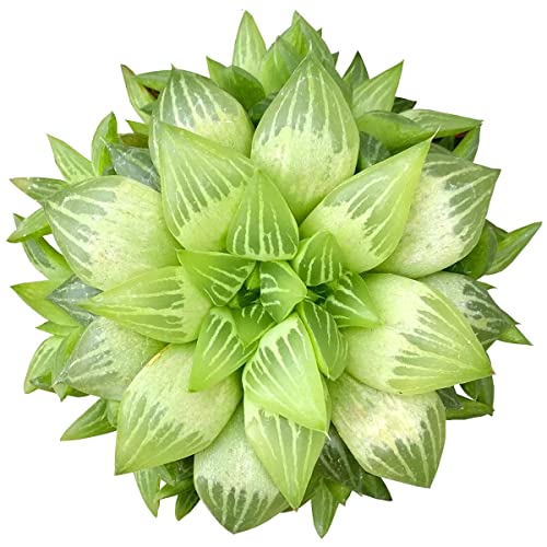 Window Haworthia - Rosette Succulents 2 inch - Low Maintenance