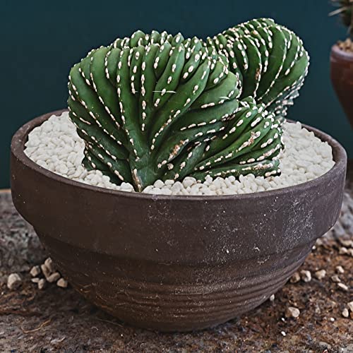 Mr. Fireglass Natural Decorative White Bean Pebbles, 1/5\" Gravel Size River Rocks for Plants, Garden, Landscaping, Aquariums and Outdoor Decor (5-lb Bag) - Thumbnail 4