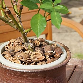 51ADs-5FtfL._AC_UF350,