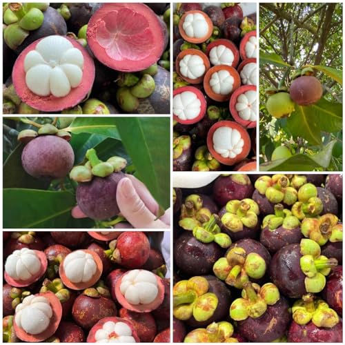 Mangostan Fruta Marca Generic