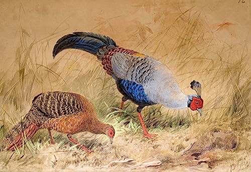 Peinture Modern Faisan Siamois Affiches et Gravures Haut de Gamme