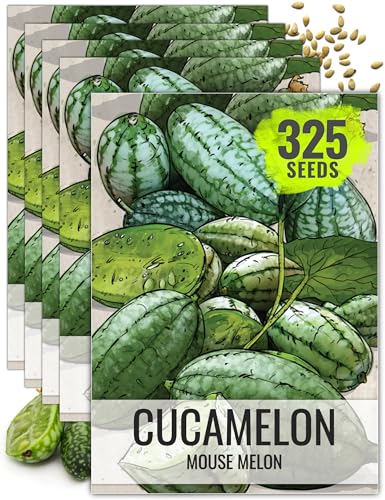 Seed Needs Cucamelon Seeds for Planting Mexican Sour Gherkin Miniature Mouse Melons - Non-GMO Heirloom & Untreated - Grow a Home Grown Indoor Outdoor Vegetable Garden (5 Packs)