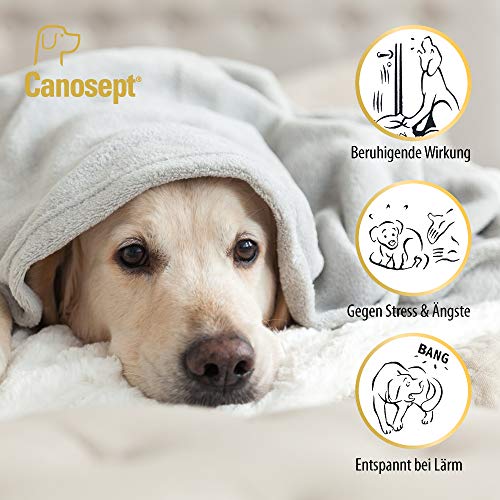 Canosept Home Comfort Beruhigungshalsband - Hundehalsband mit Baldrian & Lavendel fördert Wohlbefinden & Entspannung bei Hunden