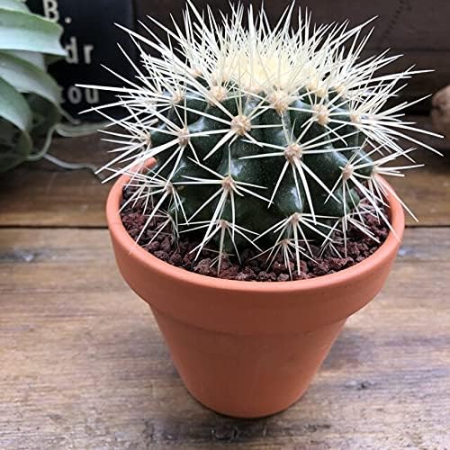 Amazon 金シャチ サボテン 立派 インテリア 観葉植物 オンライン通販 Amazon 金シャチ サボテン 立派 インテリア 観葉植物 オンライン通販