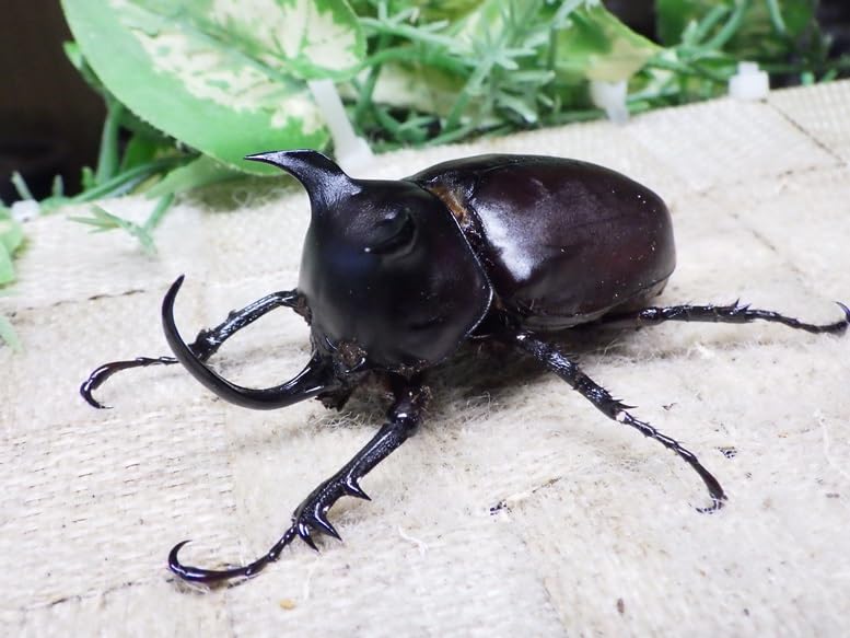 ゴホンヅノカブト ペア