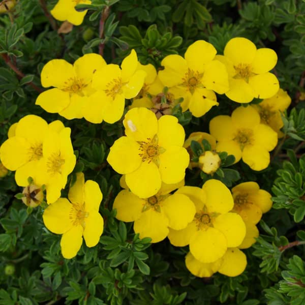 Potentilla 'Goldteppich' 25–30 cm Vaso – Potentilla fruticosa 'Goldteppich' – Tappezzante con fiori gialli