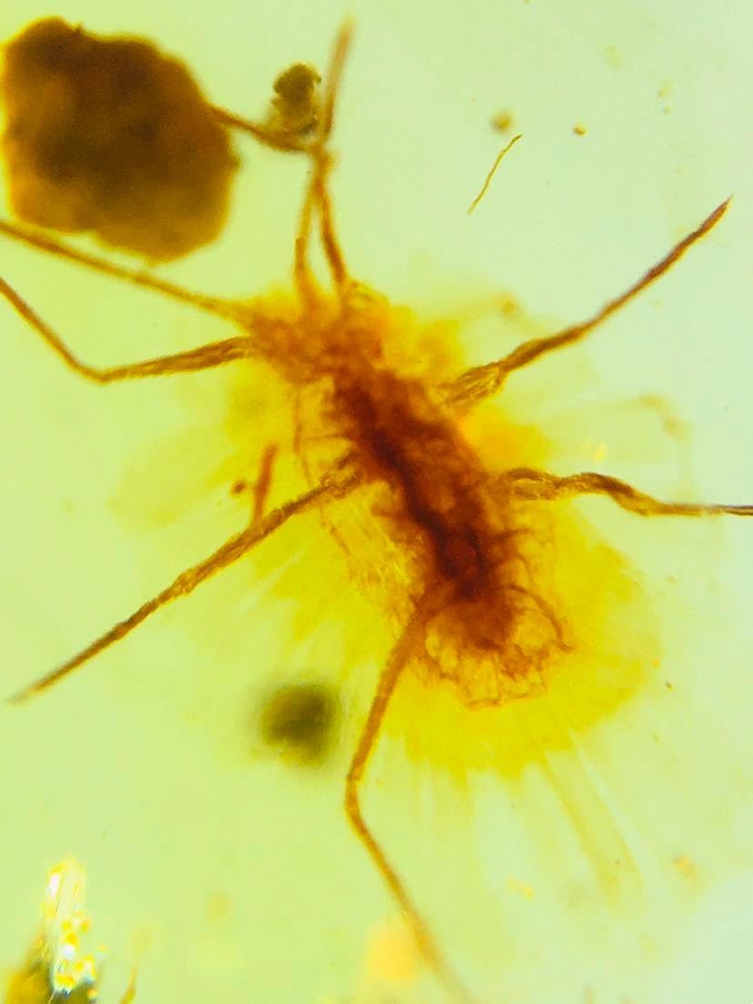 Burmese burmite Cretaceous coccid Insect Fossil Amber Myanmar