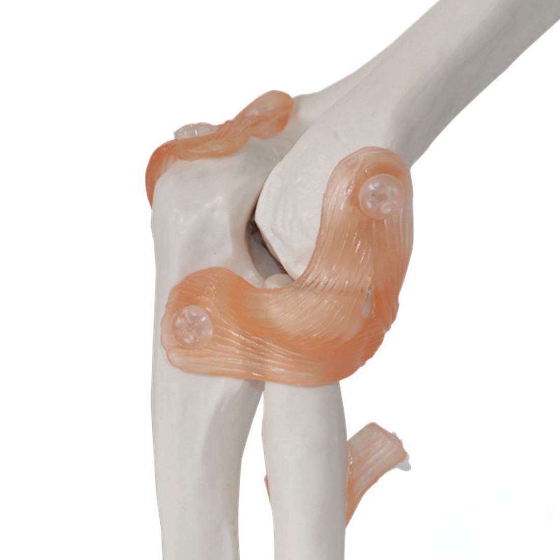 ERNZI Aprendizaje De Modelos Educativos para Ayudar A Modelos Anatómicos De Ligamentos De Codo De Tamaño Real Modelos Anatómicos De Articulaciones De Codo Modelos Científicos De Anatomía Ósea