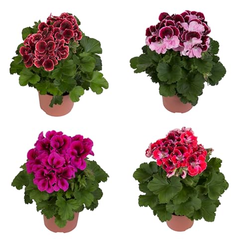 Cuatro Unidades de Pelargonium - Geranios Naturales - Plantas de Exterior