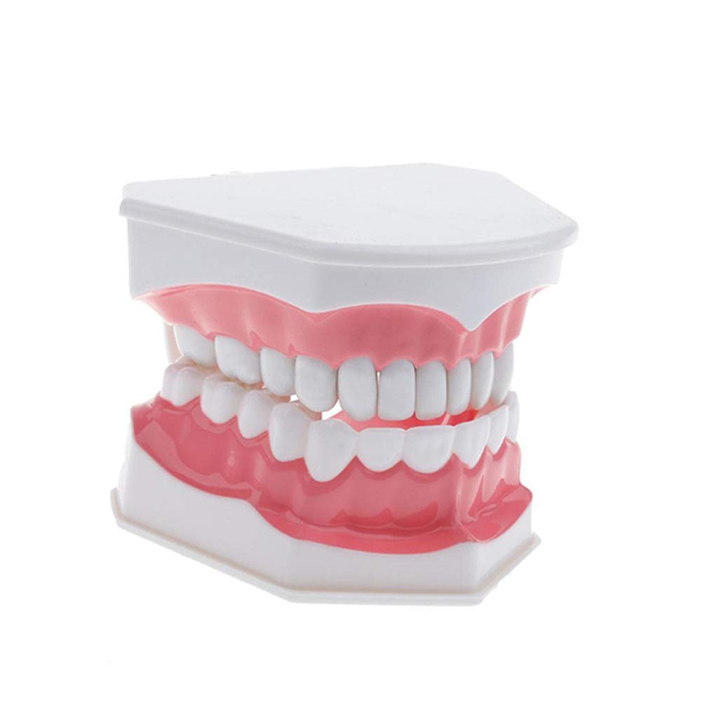 Sjdopulse Teeth Model For Education - Dental Teeth Study Teaching Model - Teeth Demonstration Model - Standard Tooth Teaching Tools - Simulation Oral Tooth Teeth Demonstration Model