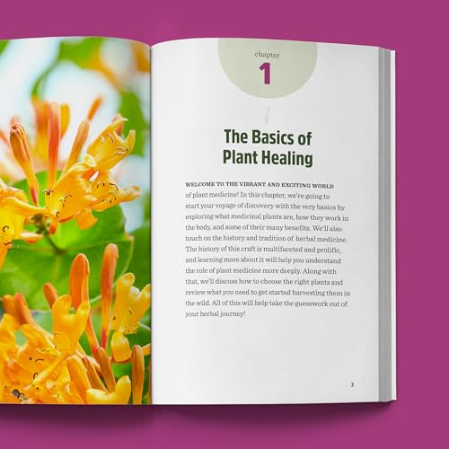 The Beginner's Guide to Medicinal Plants: 50 Essential Wild Herbs to Identify, Harvest, and Use - Image 4