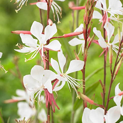 Gaura Lindheimeri
