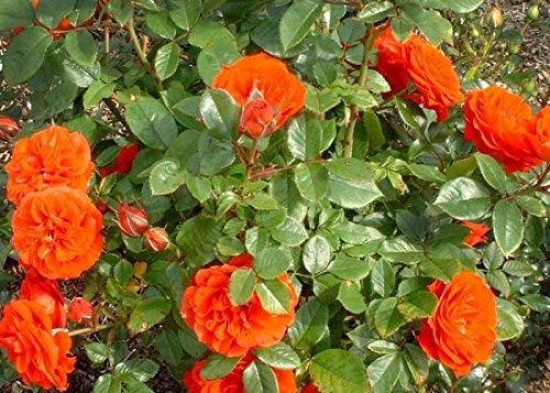 Rose Orange Live Flowering Plant (B07YG8CWHM) Amazon Price History, Amazon Price Tracker