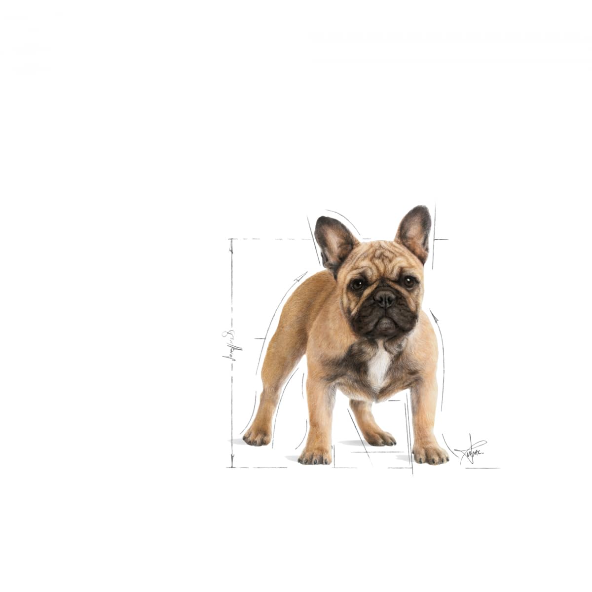 Amazon.co.jp: ロイヤルカナン BHN フレンチブルドッグ 成犬・高齢犬用