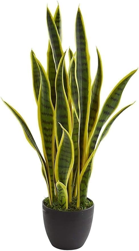 Image of Live Snake Plant with Pot | Sansevieria Laurentii Air Purifying Indoor Plant | Low Maintenance Evergreen Houseplant for Home Office Bedroom Living Room Desk Decor | Pack of 1