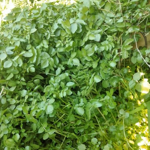 semillas de berros orgánicos, decorativas exterior resistentes 50pcs