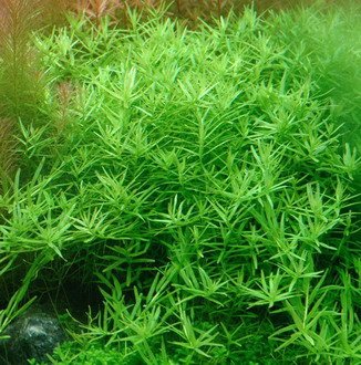 Große grüne Rotala/Rotala species ’Green’
